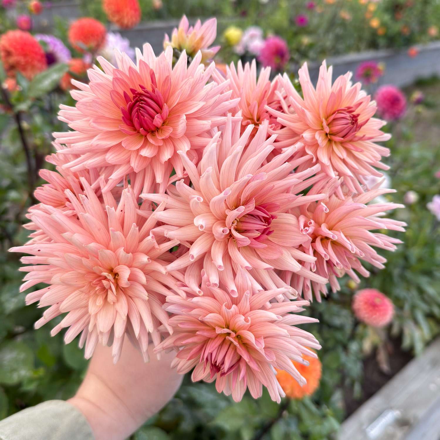 Dahlia 'Henriëtte'